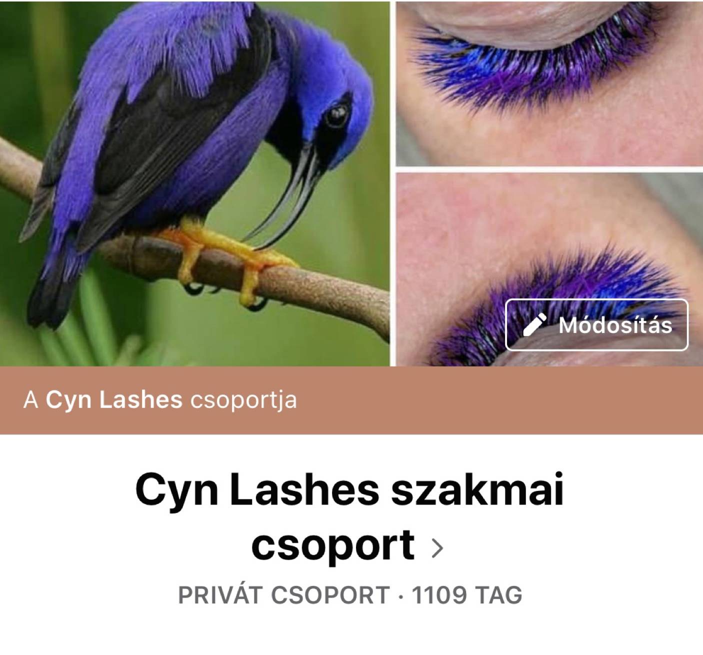 Cynlashes csoport